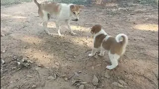 My Desi Dog 🥰(Maxi and Ani )🐕For Dogs Lover by PAN VLOG 😎