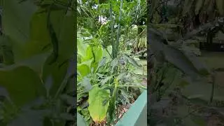 Healthy and Fresh Chilli #capsicum  #shortvideo #spicyfruits #berries #capsaicin  #solanaceae #plant
