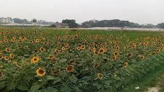 export oriented sunflower oil  production and organic honey collection....ময়মনসিংহ,,গফরগাঁও