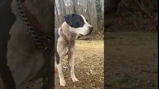 Three more dogs freed! #dog #chainfree #doglover