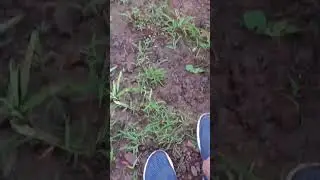 My short #firstvlogfail #vlog #nature #youtubeshorts