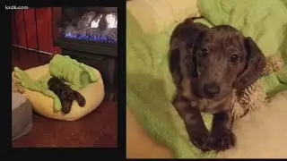 Puppy scammers first steal your heart, then your money
