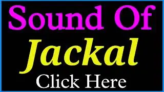 Sound of Jackal | Jackal ka Sound | Sound of Jackal is called | Jackal ke awaaz