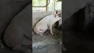 #shvlog #pig #youtubeshorts #viralvideo