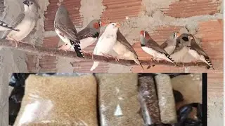 Qual a Ração para o Pássaro Mandarim