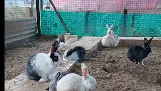 Little Hoppers, Big Happiness #animallovers #rabbit #travelvlog #bunny #cuterabbit #babyrabbit 