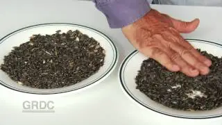 GCTV13: Harvesting Sunflowers