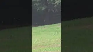 Oh Deer!🫎She ended up just hopping the fence lol🤣😅🦌#animals #deer #nature #shorts #beautiful #cute