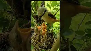 Mom bird feeding green big spider for hungry chicks (p5) #viral #trending #shorts #youtubeshorts