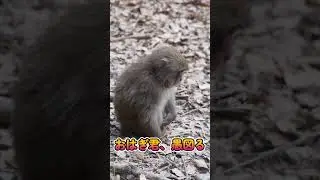おはぎ君　ママにかまってもらえず愚図る　途中ウイロウの声が聞こえます　#monkey #赤ちゃん  #shorts