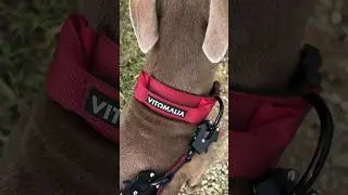 Das ultimative Halsband: Extreme Edition in Bordeaux! #hundeerziehung #hundetraining #Hundehalsband
