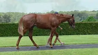 Lot 1138 Trapeze Artist (AUS) x Perfect Pleasure (AUS)