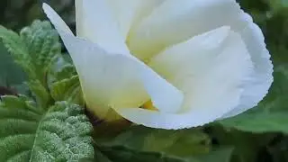 Ground view with flowers and ground spider webs #nature #insectlovers #wildlife #flowers #plants