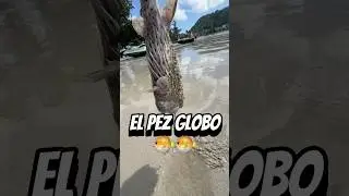 El Pez Globo