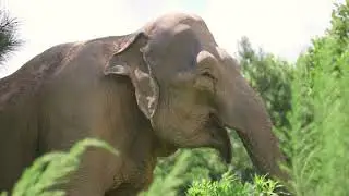 The Elephant Sanctuary | Start a CrowdRise Fundraiser
