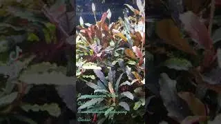 #short#Shorts#Aquarium#Bucephalandra#Tank #Kedagang Classic#Fake Catrihnae