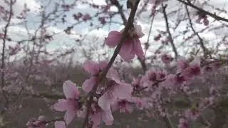 Fresno County Blossom Trail