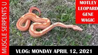 MOTLEY-LEOPARD BOA GENE INTERACTION! Plus ASPHALT CLUTCH! 4-12-21