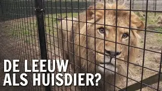 Waarom heeft de mens de leeuw als huisdier? | De Buitendienst over Wilde dieren
