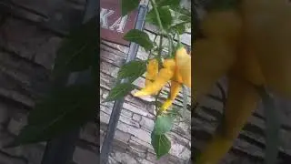 Ягодный перец Lemon Drop, Лимонная Сосулька.  2023