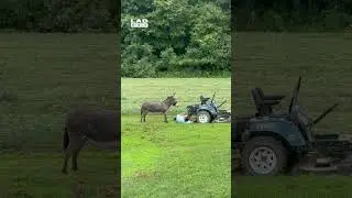 My husband was trying to fix our lawnmower, but our donkey wanted attention 🤣 (🎥: ViralHog)