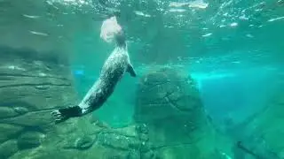 Guardians of the Ocean: How Aquariums Inspire Marine Conservation in the USA