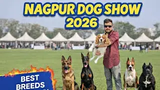 Nagpur Dog Show 2026 😍 | Cutest Puppies & Rare Dog Breeds!