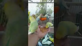Minimal Calm Birds