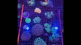 Second week of October coral selection