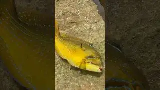 Full video LIVE on the channel NOW! #fishing #cavy #fish #calsfishin #fishingvideo