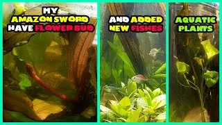 My Amazon sword  have Flower Bud and adding new fishes and aquatic plants