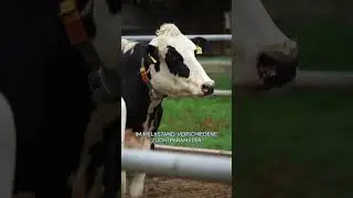 F&uuml;tterungsversuch 🐮