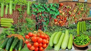 WOW! Amazing Organic Garden Harvest 2022 - Harvest Vegetable Garden in UK