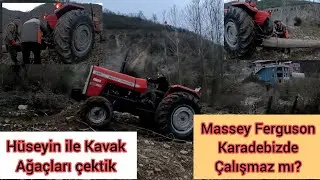 Massey Ferguson 285 Traktör  Dev Kavak ağaçları Çektik  /   Dev Kavak ağaçları Çektik