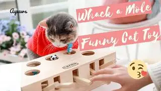 😸Whack a Mole Cat Toy 2020 - Cute and Funny
