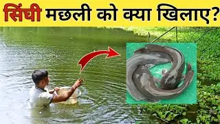 Singhi fish ko kya khilaaye.