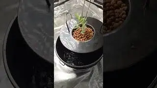 marijuana grow week 1 [greengelato] #clone #Gelato #hydroponics