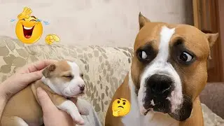 You Won&rsquo;t Stop Laughing 😂 Funniest Dog Moments Compilation #32