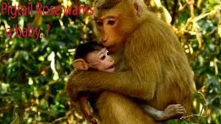 We see Pigtail Rose mostly catchs baby and love show on one baby, so Rose wants a baby soon..?
