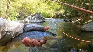 Fishing the Middle Fork Stanislaus (Lower Section), California