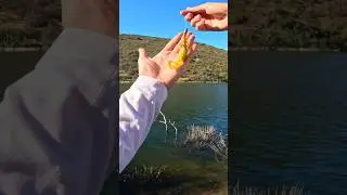 Baby Brush HOG Bass Fishing! 🎣 #bassfishing #fishingvideo