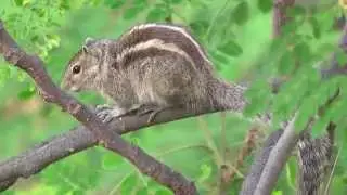 Nature watching with Panasonic HC-520 Camcoder