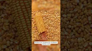 Grow Classic Yellow Corn! 🌽 | Reid&rsquo;s Dent Heirloom Seeds 🌿