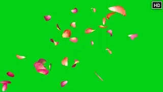 GREEN SCREEN Soft Rose Petals flying effect animation HD | Rose Petals Chroma key