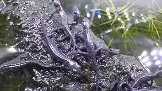 Captive bred 2022 Alpine Newts(Ichthyosaura Alpestris)