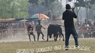 Small Black Tiger#bull