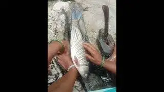 cleaning fish 🐟🐟at home #viral video ##