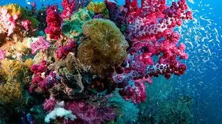 catching a snowy reef titan