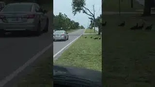 fresh roadkill check it out