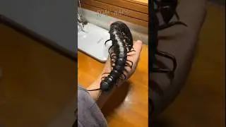 Insects Transformation #music #animals #electronicmusic #housemusic  #edm #dark #forast #dangerous